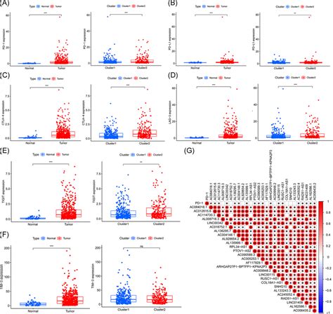 Association Of Immune Genes With M6a‐related Lncrnas In Ccrcc The