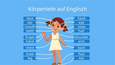 Körperteile Englisch Liste der wichtigsten Wörter mit Video