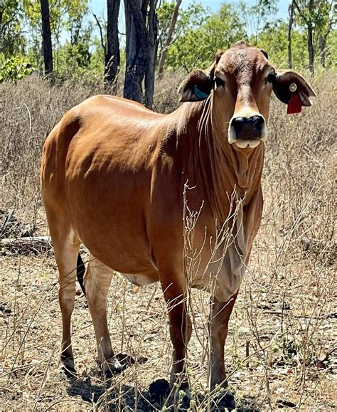 Gallery | Eva Valley Meats