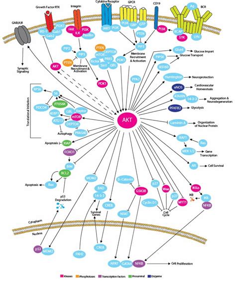 Akt Signaling Pathway Novus Biologicals