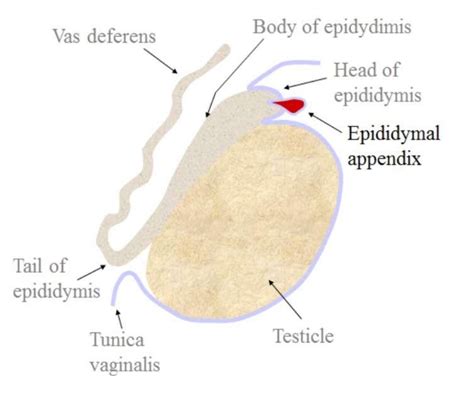 Cystic Epididymal Appendix An Incidental Ultrasonographic Finding Eurorad