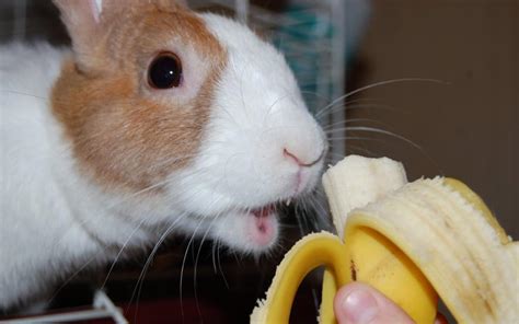 Can Rabbits Eat Bananas And In What Quantity Hairston Creek Farm