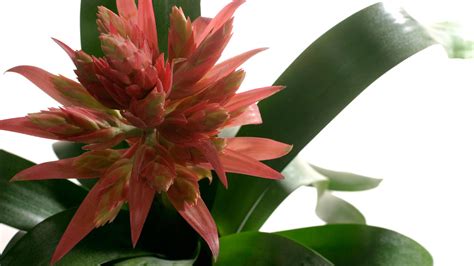 Best Indoor Flowering Plants Uk Flowering Indoor Plants To Enhance The Beauty Quotient Of