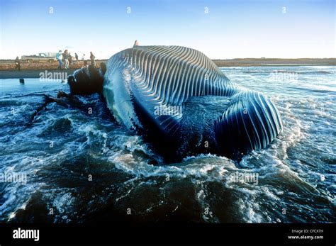 Toten Blauwal Balaenoptera Musculus Norwegen Prince Edward Island