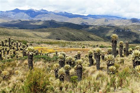 Gobierno nacional destacó la siembra de 31 mil frailejones