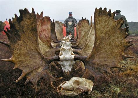 15 best images about Moose Hunting on Pinterest | Canada, Big game ...