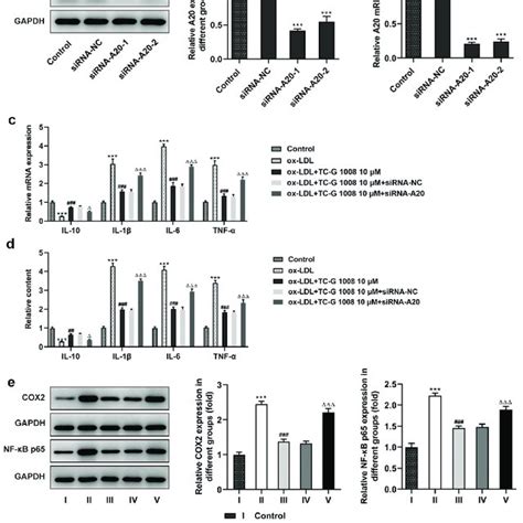 Gpr Alleviated Ox Ldl Induced Pro Inflammatory Cytokine Release In