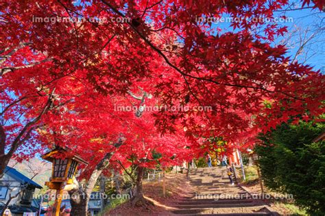 山梨県富士吉田市 紅葉に染まる新倉富士浅間神社、参道と鳥居の写真素材 210185350 イメージマート