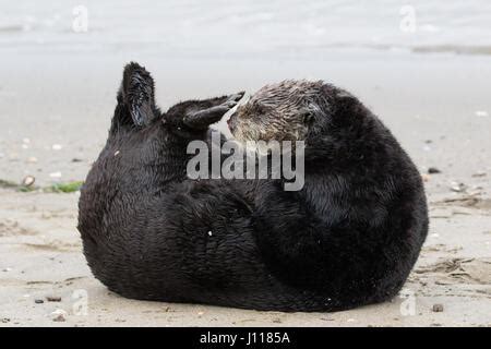 Hembra De Nutria De Mar Del Sur Enhydra Lutris Nereis En Moss Landing