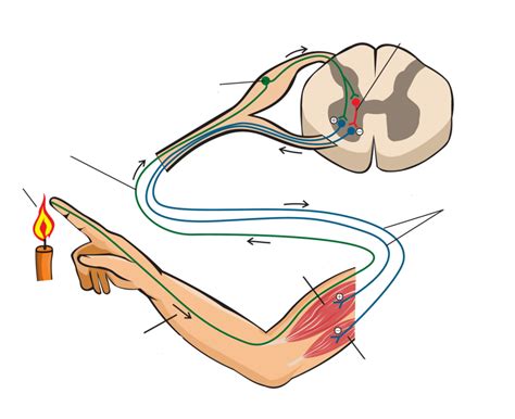 withdrawal reflex ex Diagram | Quizlet