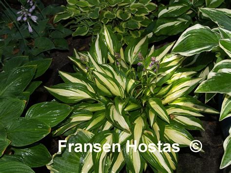 Hosta Calypso - Fransen Hostas