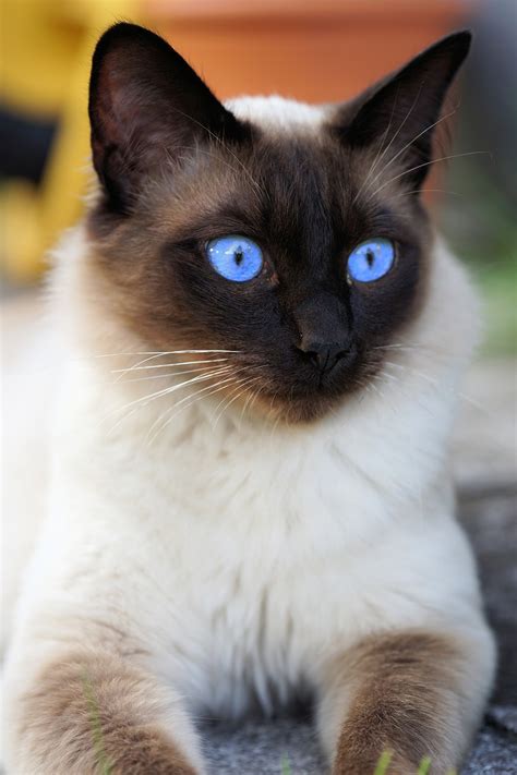 Siam Siamese Cat Domestic - Free photo on Pixabay