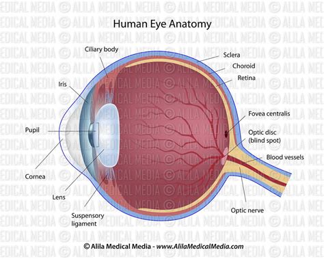 Alila Medical Media Eye Anatomy Labeled Diagram Medical Illustration