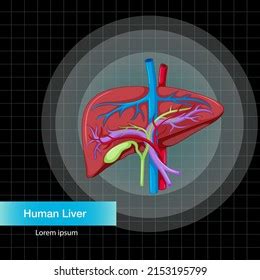 Human Internal Organ Liver Illustration Stock Vector Royalty Free