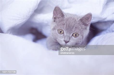 Little Cat Sleeping High-Res Stock Photo - Getty Images