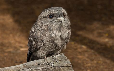 What Kind Of Birds Are Found In Australia Worldatlas