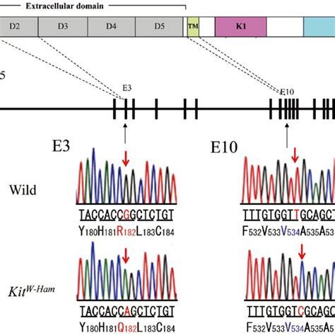 Mapping Of The Novel Spot Gene Using Linkage Analyses With