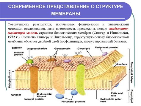Биологические мембраны. Диффузия веществ через мембраны - презентация ...