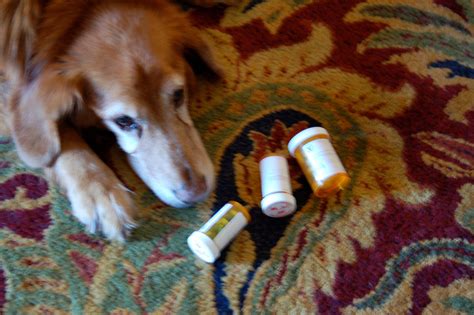 how to get dog to take pill 8