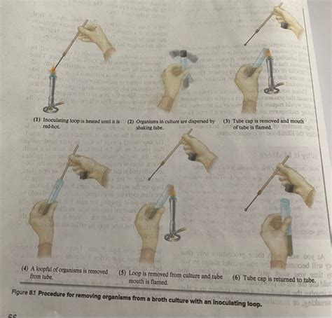 Aseptic technique & Pure Culture Flashcards | Quizlet 