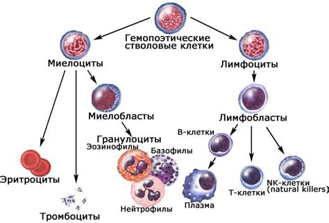 Hematopoietic stem cells are Overview of hematopoietic stem cells ...