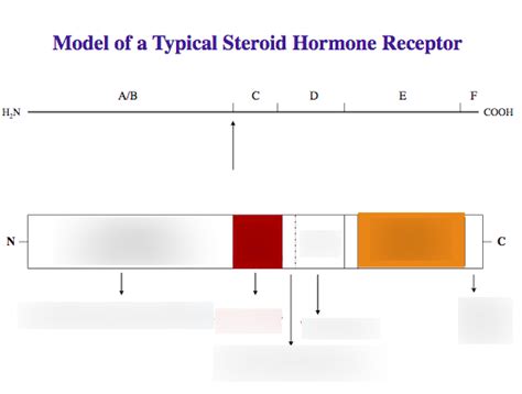 Model Of A Steroid Hormone Receptor Diagram Quizlet