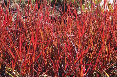 Big Bluestem Andropogon Gerardii Red October Ryeland