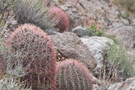 Discover 10 Of The Nevada Desert Plants | Catchychronicles