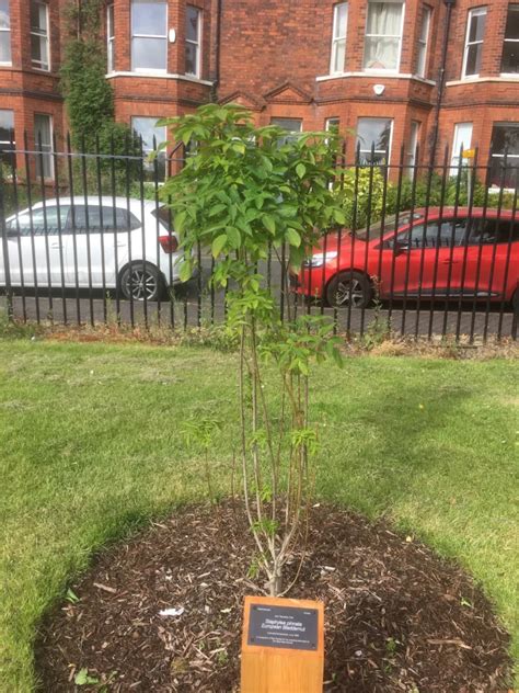 Staphylea Pinnata Friends Of Belfast Botanic Gardens