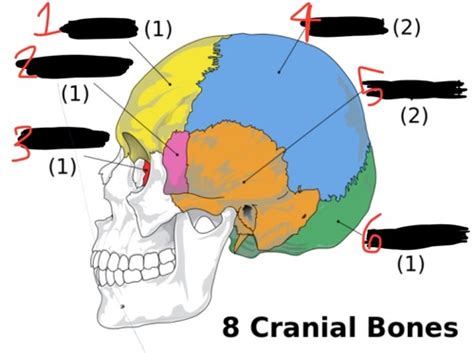 Procedures SKULL Flashcards Quizlet