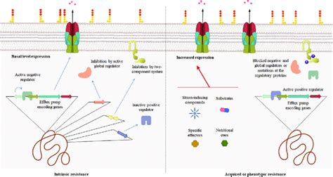 Regulation Of The Expression Of Rnd Efflux Pumps The Expression Of Download Scientific Diagram