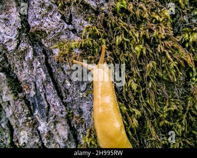 Bright Yellow Banana Slug Ariolimax Sp Crawling Over A Rock In