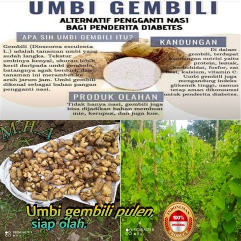 Jual Umbi Gembili Gembolo Sembili Kembili Gembili Jahe Pulen 1 Kg