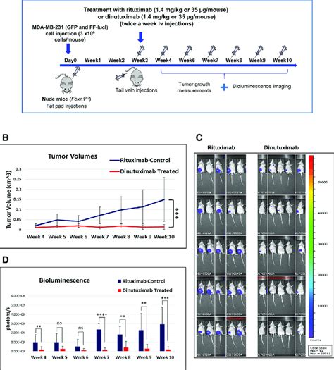 Treatment With Dinutuximab Inhibits Tumor Growth In A Tnbc Xenograft