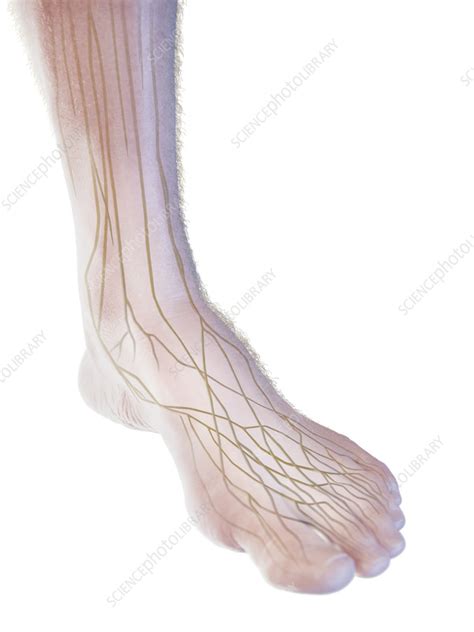 Nerves of the foot, illustration - Stock Image - F038/3715 - Science ...