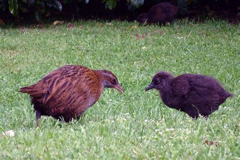 Kapiti Island Nature Tours Birding Nz