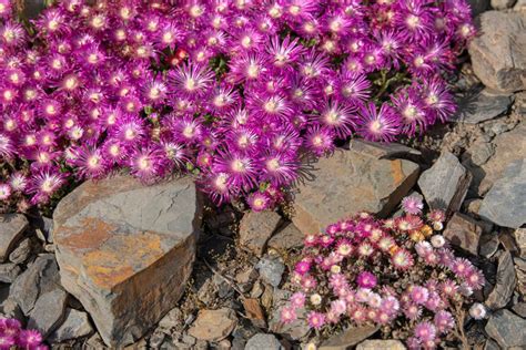 21 Easy Desert Landscape Plants for Your Yard