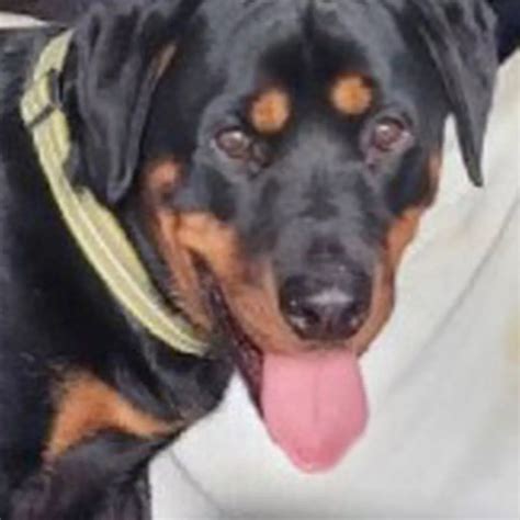 Are Rottweilers Allowed In Apartments