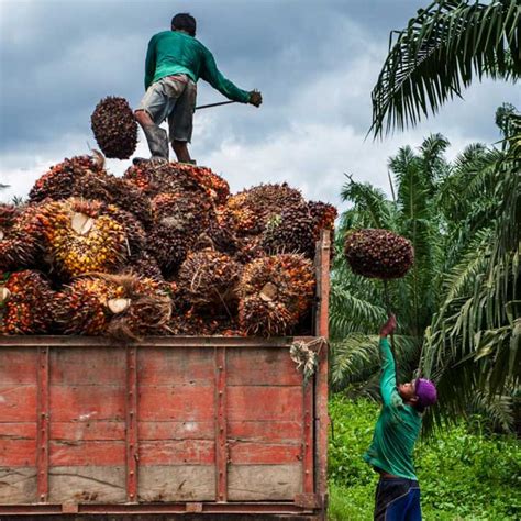 Berita Sawit Hari Sawit Nasional 113 Tahun Perjalanan Sawit