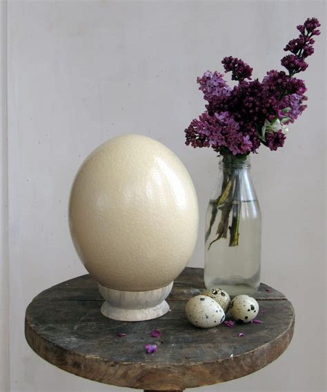 Natural Ostrich Egg Shell Big Egg Ostrich Egg Art Etsy Egg Art