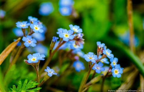 ВЕЛИКОЛЕПНЫЕ РАБОТЫ ФОТОГРАФА ТАТЬЯНЫ КРЫЛОВОЙ, ЧАСТЬ 2,. Обсуждение на ...