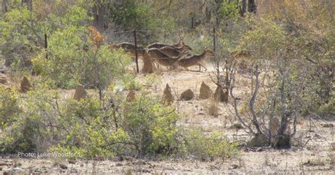 Stop Feral Deer From Becoming Australias Next Rabbit Invasive