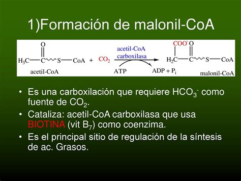 Digestion De Lipidos Ppt Descargar