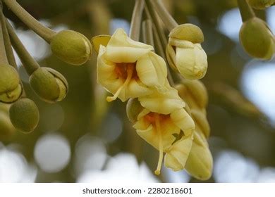 Durian Flowers Durio Zibethinus Known King Stock Photo