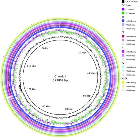 Comparative Circular Genome Visualization Of Six C Ruddii Strains The