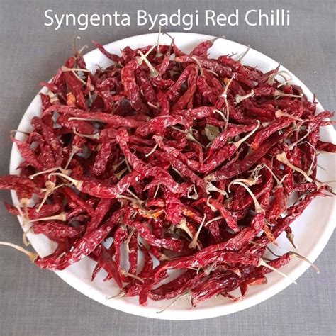 Syngenta Byadgi Red Chilli At Rs Kg In Bengaluru Id