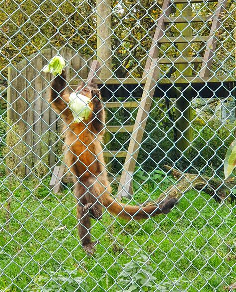 Monkey World Dorset review - a family day out - MUMMYTRAVELS