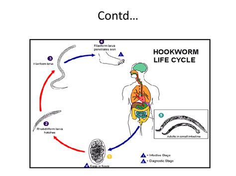 Ancylostoma Duodenale Hookwormi 2018 Ppt