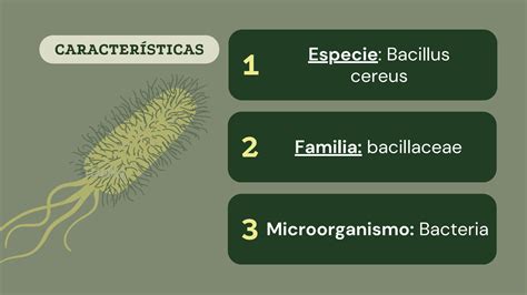 Solution Presentaci N Microbiolog A Bacterias Ilustrativo Verde