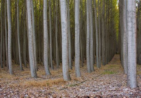 Boardman Tree Farm In Oregon Usa Amusing Planet